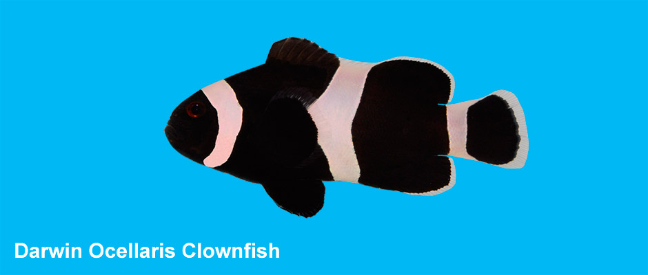 Darwin Ocellaris Clownfish