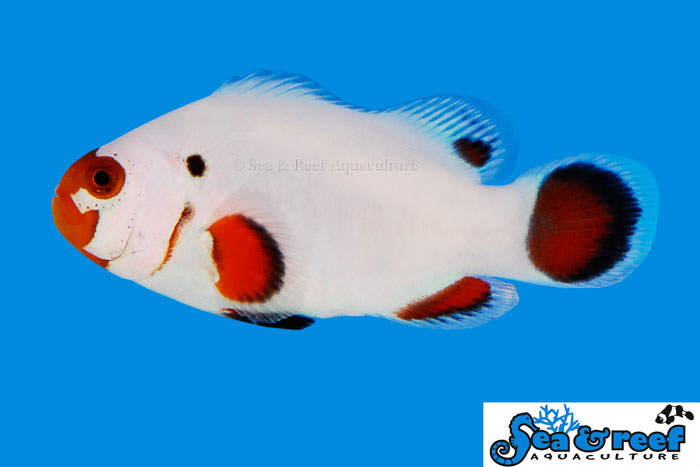 Wyoming White Clownfish with black spot
