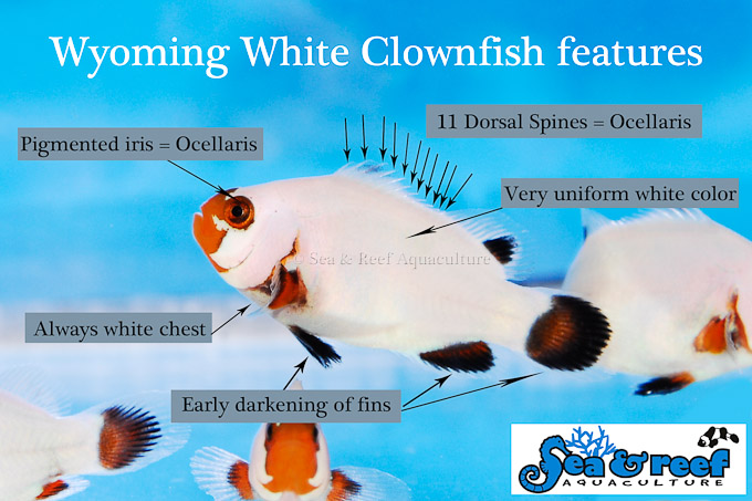 Designer Clownfish Chart